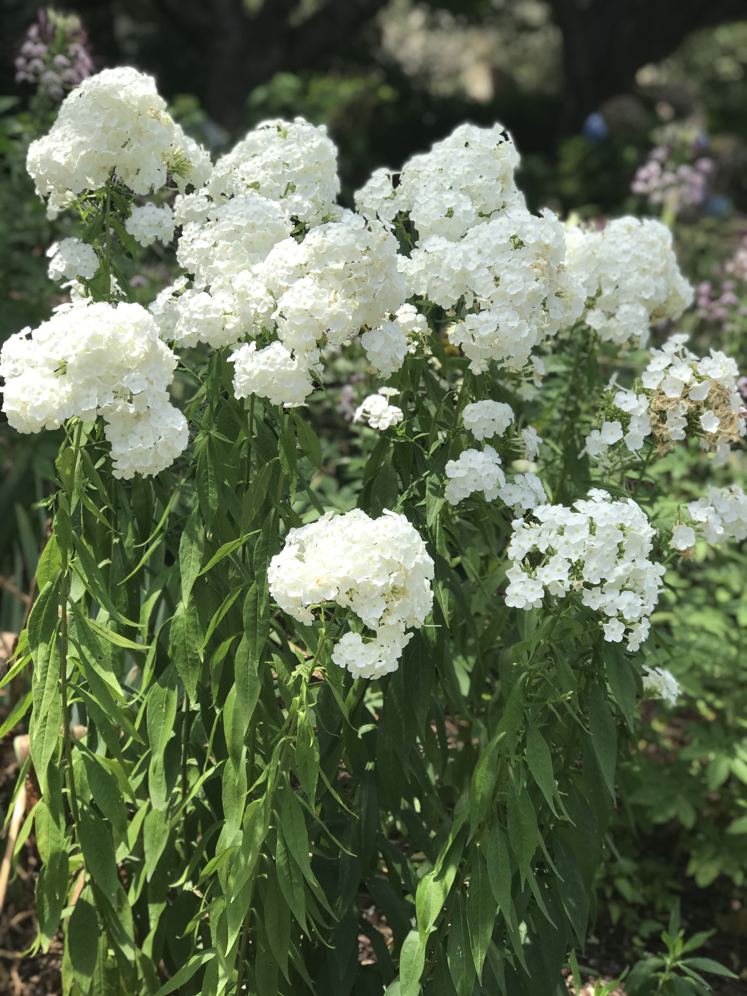 Hydrangea Hydrangea