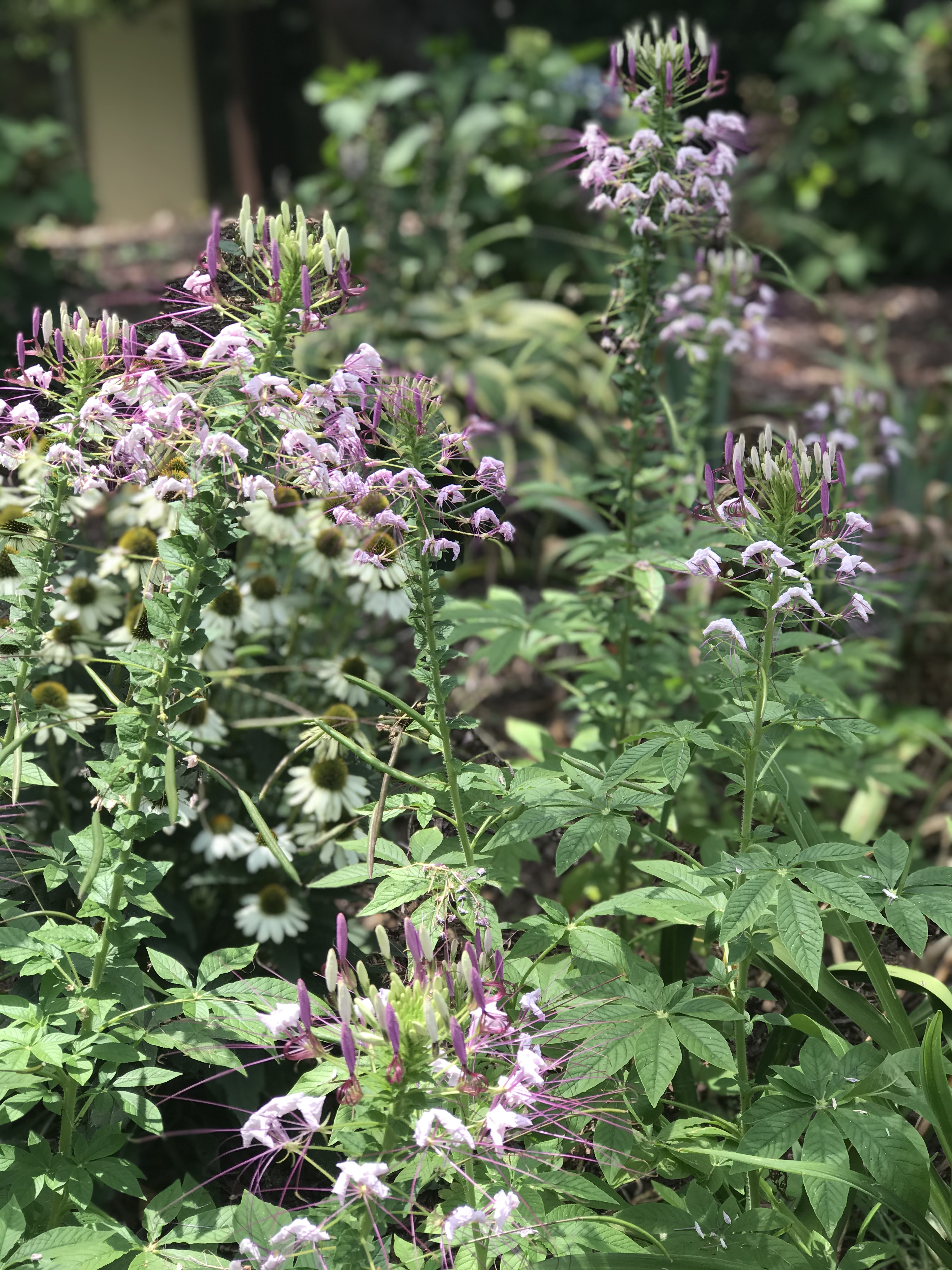 Spider Flower (Cleome Hasslerana) Spider Flower (Cleome Hasslerana)