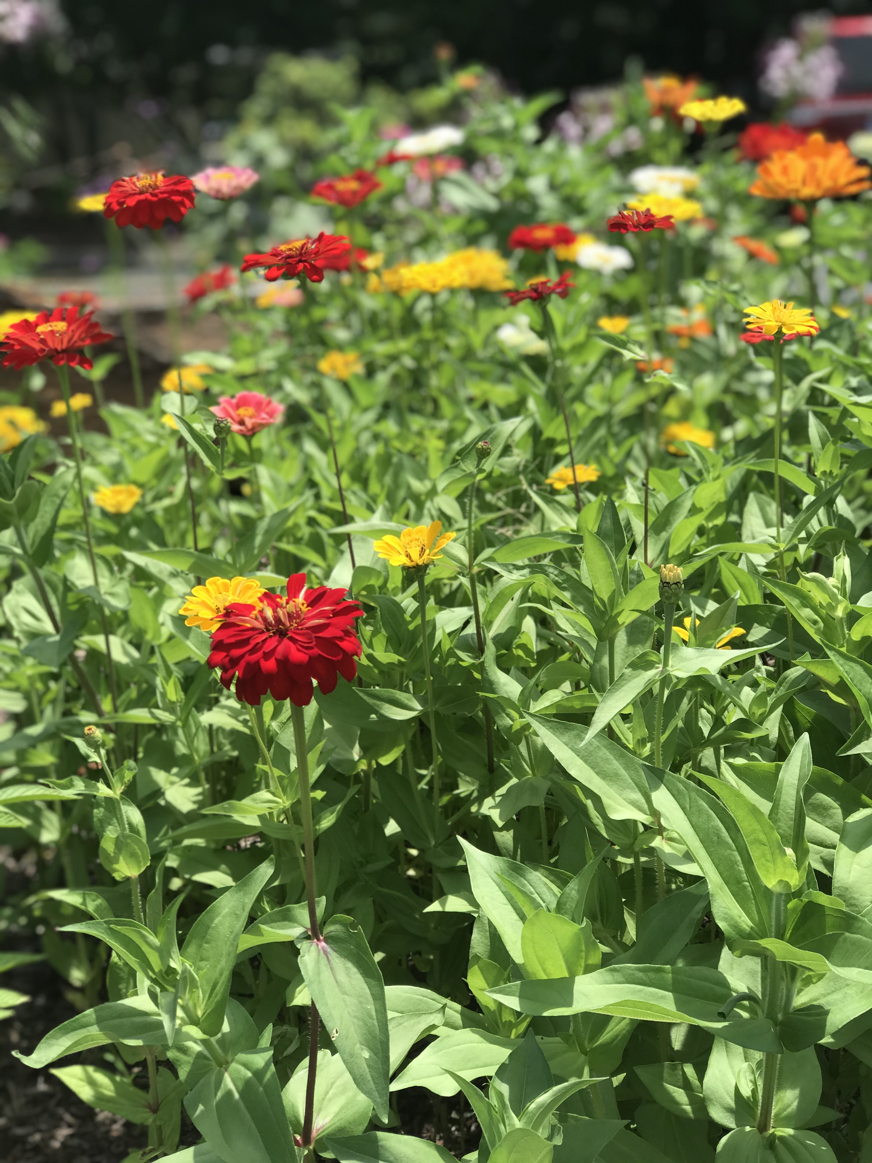 Zinnia Zinnia