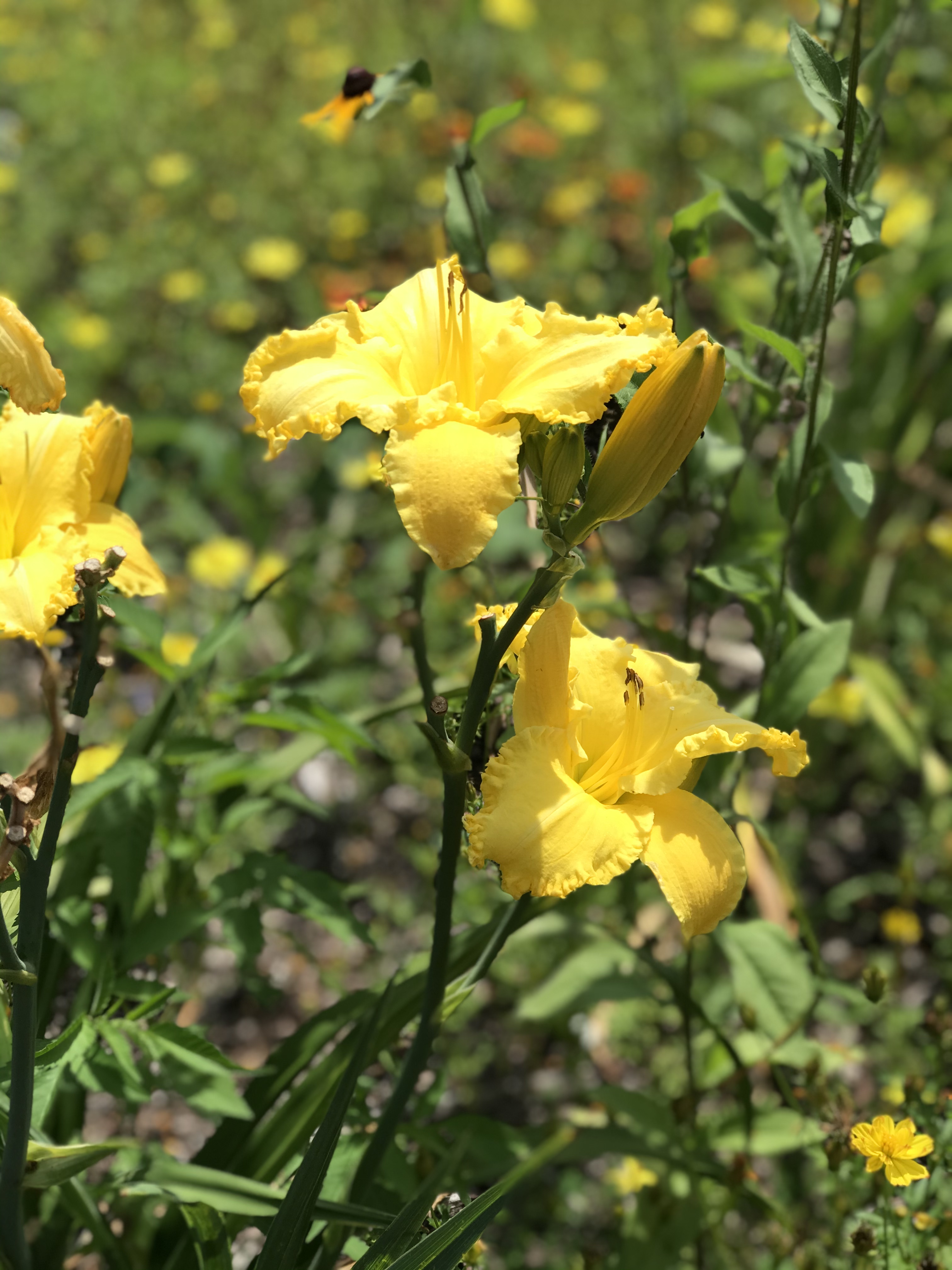 Day Lilly Day Lilly