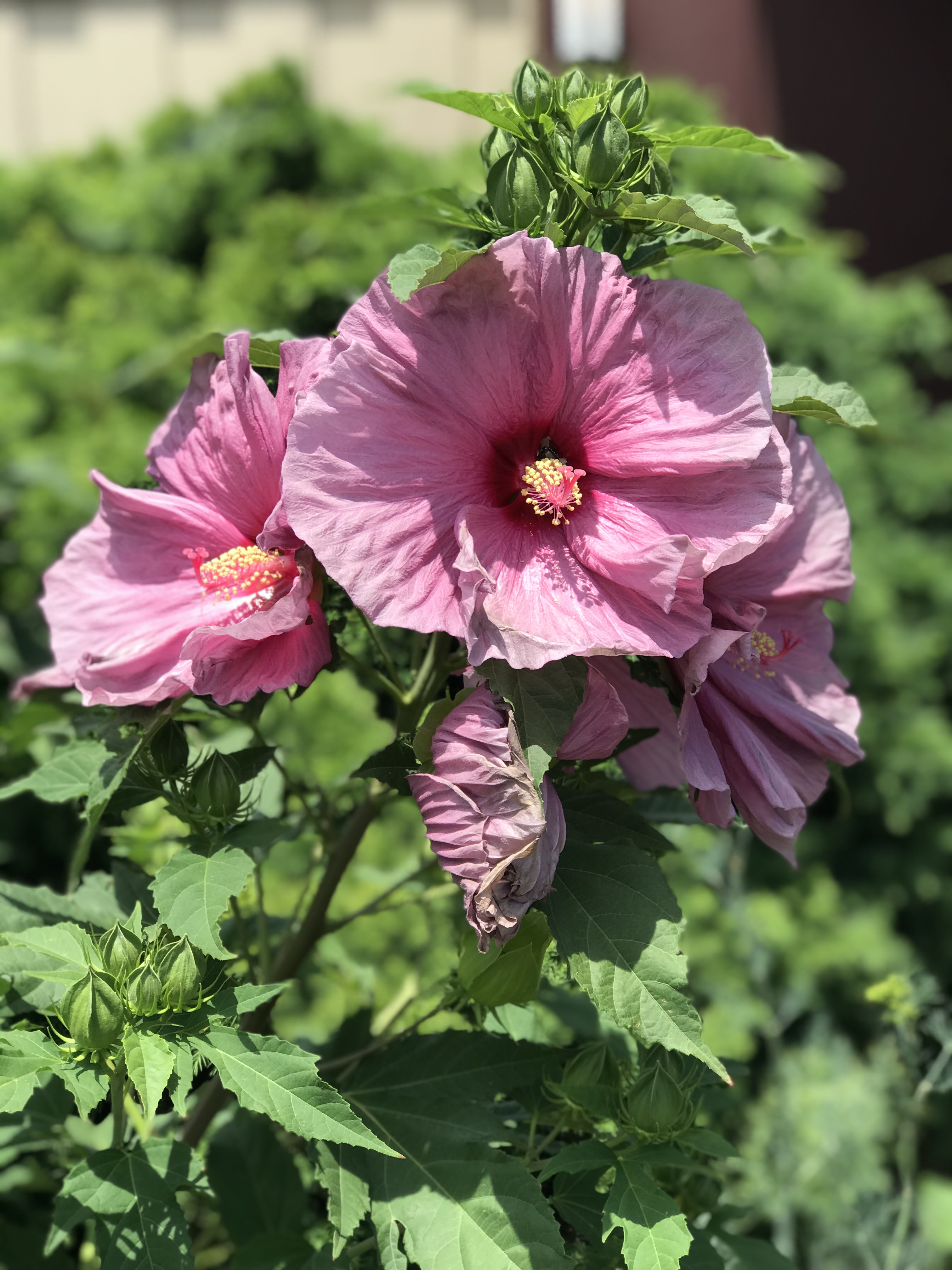 Rose of Sharon Hibiscus Rose of Sharon Hibiscus