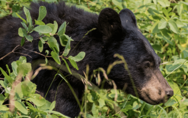 Bear 101