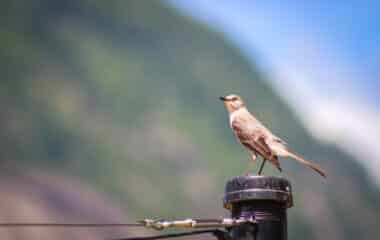 A Season of Song: Bird Watching at Rumbling Bald